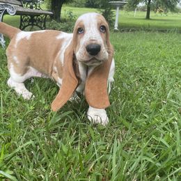 Basset Hound Puppies from Bassetville Hounds