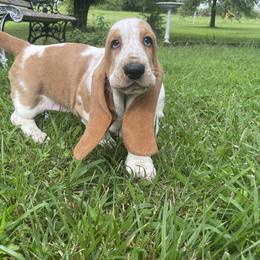 Basset Hound Puppies from Bassetville Hounds