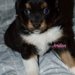 Jordan - Black tri Miniature Australian Shepherd puppy in Post Falls, Idaho from Puppy Love Inland Northwest