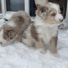 Red Sausage - Red merle male Australian Shepherd puppy in Byron Center, Michigan from Sunshine Shepherds