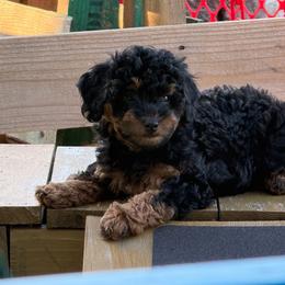Reece - Phantom female Poodle puppy in Salem, Missouri from Meadowbrook Poodles