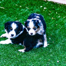 Miniature Australian Shepherd Puppies from Rockin D Mini Aussies