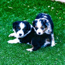 Miniature Australian Shepherd Puppies from Rockin D Mini Aussies