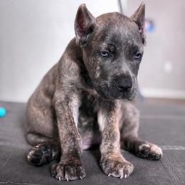 Copper - Gray brindle female Cane Corso puppy in Haslet, Texas from Trained To Go Corso Kennels (T.T.G. Corso Kennels)