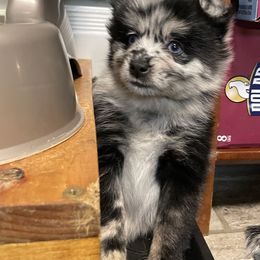 Pomsky Puppies from Michelle's Pomskies