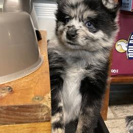 Pomsky Puppies from Michelle's Pomskies