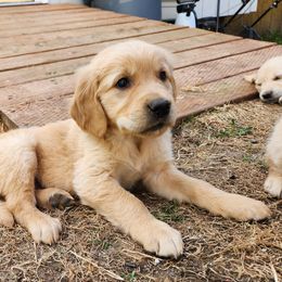Doc - Golden Retriever puppy in Anchorage, Alaska from Denali Golden Retrievers