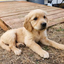 Doc - Golden Retriever puppy in Anchorage, Alaska from Denali Golden Retrievers
