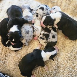 AKC - Quad Clear Merle - Boy 2 - Blue merle and white male Cardigan Welsh Corgi puppy in Tombstone, Arizona from WeVolution Off-Grid