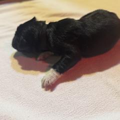 Girl 3 - female Karakachan puppy in Franklin, Pennsylvania from Harvest Plantation