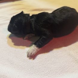 Girl 3 - female Karakachan puppy in Franklin, Pennsylvania from Harvest Plantation