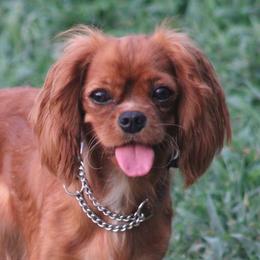 India - Cavalier King Charles Spaniel