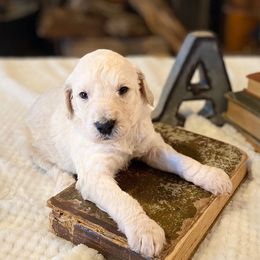 Bernedoodle and Goldendoodle Puppies from Owen Doodles