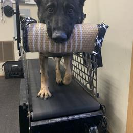 German Shepherd All Grown Up from Vom Stainherz kennels