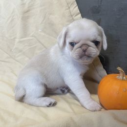 Douglas Pork Chop - Cream Pug puppy in Chehalis, Washington from Gatekeeper Pugs