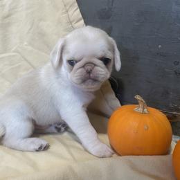 Douglas Pork Chop - Cream Pug puppy in Chehalis, Washington from Gatekeeper Pugs