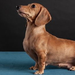 Shani - Dachshund