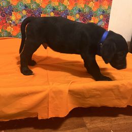 Male- call name: grizz - Brindle male Mastiff puppy in Racine, Wisconsin from FrontlineK9 Boarding & Training LLC