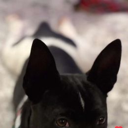 Jasper - Rat Terrier