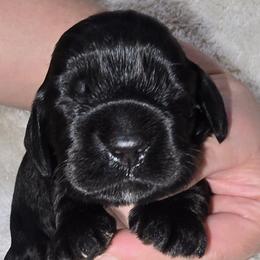 Vader - Black male Cocker Spaniel puppy in Florence, South Carolina from Reddick's American Cocker Spaniels