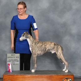 Flint  - Whippet