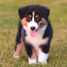 Buddy - Black tri male Miniature American Shepherd puppy in Palacios, Texas from Coastal’s Miniature American Shepherds