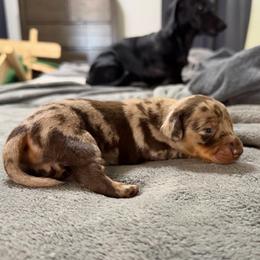 Chestnut - Dapple male Dachshund puppy in Live Oak, Florida from Johnson’s Weiner Farm