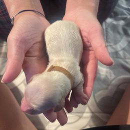 Dachshund Puppies from Temple’s Doxies