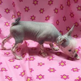 Nacho Business - Slate male Chinese Crested puppy in Henderson, Kentucky from Western Kentucky Chihuahua’s and Chinese Crested’s