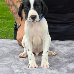 Blue collar male - Black and white male German Shorthaired Pointer puppy in New York from Bishop Kennels