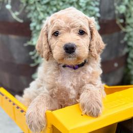 Snow Cone - Apricot female Goldendoodle puppy in Wharton, Texas from Little Fur Friends