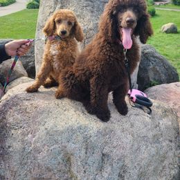 Poodle Puppies from My Buddies Puppies