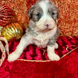 Maggie - Blue merle female Aussiedoodle puppy in Marshall, Arkansas from Buffalo River Puppies