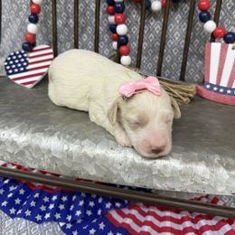 Girl 3 - Buff and white female Cockapoo puppy in Golden, Mississippi from Two Creeks Farm Poodles & Doodles