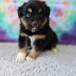 Hades - Black tri male Miniature Australian Shepherd puppy in Church Hill, Tennessee from Hippie Dog Haven