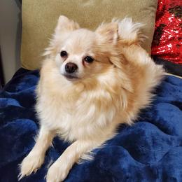 Skye - Pomeranian