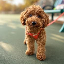 Simba - Poodle