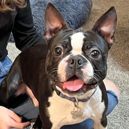 Taters - Boston Terrier