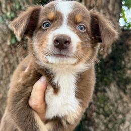 Girl 1 - Red tri-color female Australian Shepherd puppy in Lakeland, Florida from Infinite Aussies