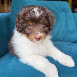 Jinu (purple) - Red tri-color male Aussiedoodle puppy in Watertown, Wisconsin from Little Bear Paws Aussiedoodles