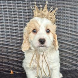 BUNCO - Parti male Labradoodle puppy in Sussex, Wisconsin from Dancing Doodles