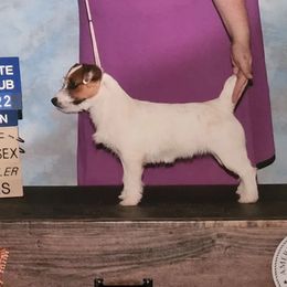 Lucy - Jack Russell Terrier