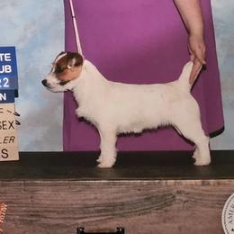 Lucy - Jack Russell Terrier
