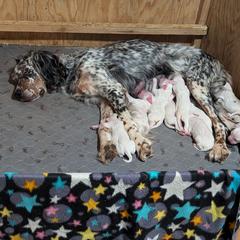 Girl - Blue belton female English Setter puppy in Holly, Michigan from Roos Farms English Setters