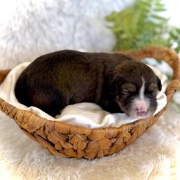 Teddy - Sable male Bernedoodle puppy in Bremen, Indiana from Farmland Doodles