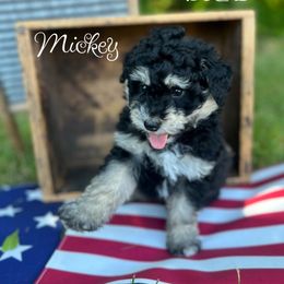 Bernedoodle Puppies from Cobble Creek Puppies