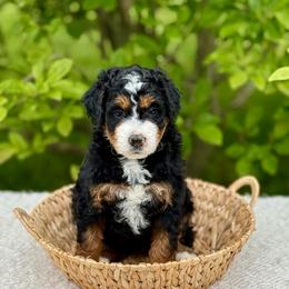 Tilly - Tri-color female Bernedoodle puppy in Bremen, Indiana from Farmland Doodles