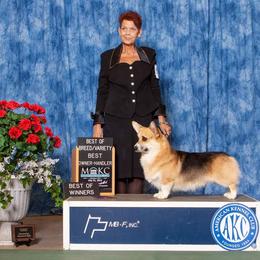 Henry - Pembroke Welsh Corgi