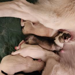 Siberian Husky Puppies from Royal Siberian AKC Huskies