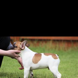 Boy 2 - French Bulldog puppy in Vancouver, Washington from Leash Candy Frenchies